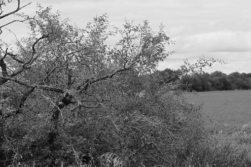 death wild rose hip shrub