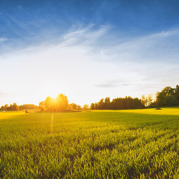 istock Rural scene in Sweden 169993434