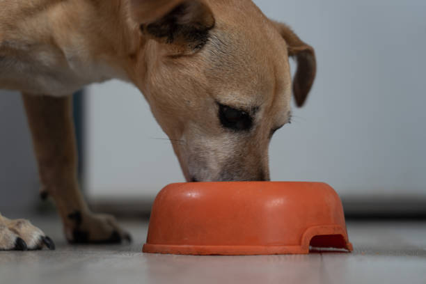istock Small dog eating feed up close 1699935332