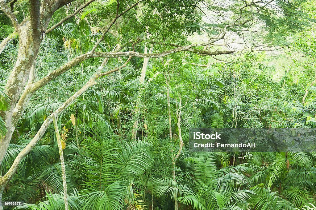 Tropical rainforest in Central America Tropical rainforest in Central America. Panama Stock Photo