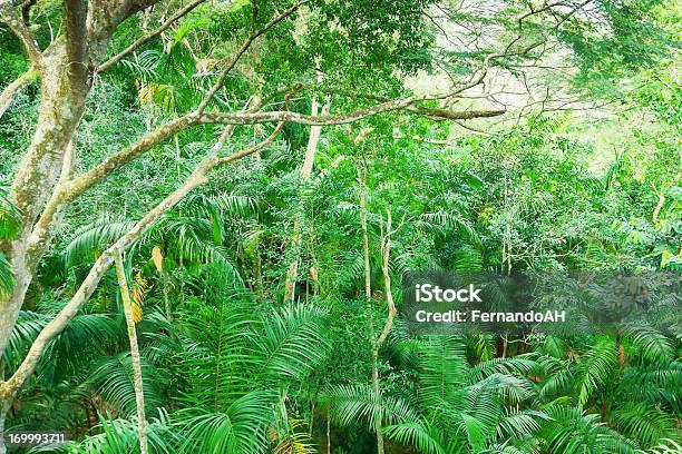 Tropical Rainforest In Central America Stock Photo - Download Image Now - Panama, Forest, Rainforest