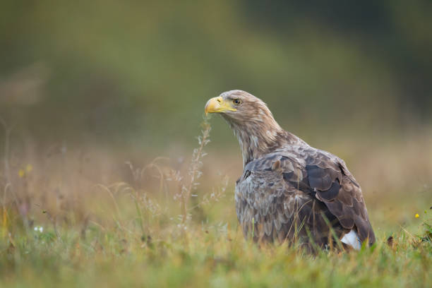 istock Majestic predator White-tailed eagle, Haliaeetus albicilla in Poland wild nature 1699939095