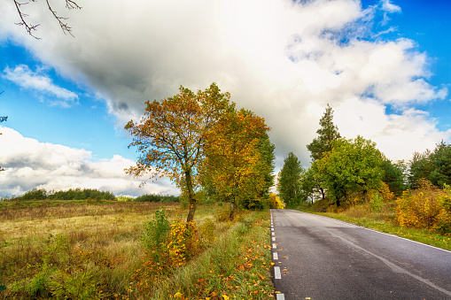 Landscape autumn forest with colourful trees, autumn Poland, Europe and amazing blue sky with clouds, sunny day