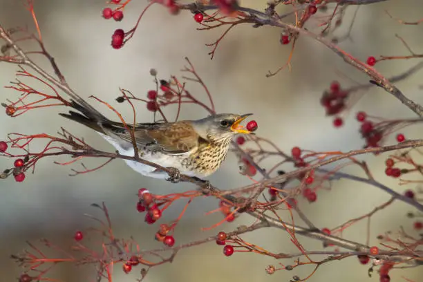 Bird - Fieldfare Turdus pilaris, autumn time wildlife Poland Europe, fieldfare feeds on a rowan tree