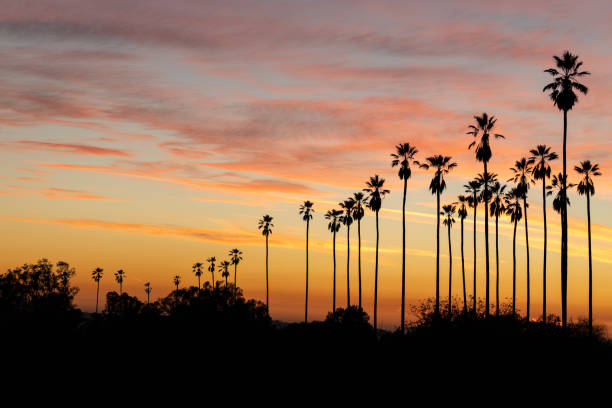 Los Angeles Sunset Los Angeles sunset with silhouette of palm trees sunset strip stock pictures, royalty-free photos & images