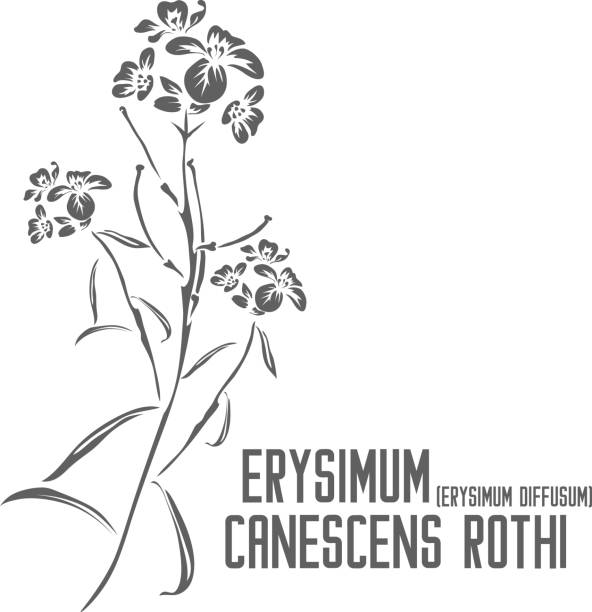 Erysimum diffusum plant silhouette vector illustration Erysimum diffusum vector silhouette. Medicinal Erysimum canescens Roth outline. Set of Erysimum canescens in Line for pharmaceuticals and coocking. Contour drawing of medicinal herbs erysimum stock illustrations