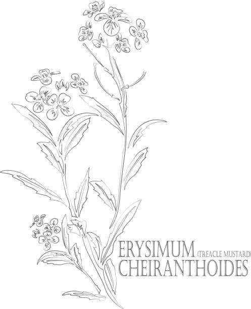 Erysimum cheiranthoides plant contour vector illustration Treacle Mustard flowers and leafs vector contour. Erysimum cheiranthoides plant outline. Set of Erysimum cheiranthoides herb in Line for pharmaceuticals. Contour drawing of medicinal herbs erysimum stock illustrations