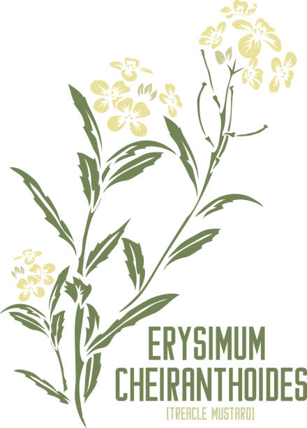 Erysimum cheiranthoides plant silhouette in color image vector illustration Treacle Mustard flowers and leafs vector silhouette in color. Set of medicinal Erysimum cheiranthoides plant in color image for pharmaceuticals. Medicinal herbs color drawing erysimum stock illustrations