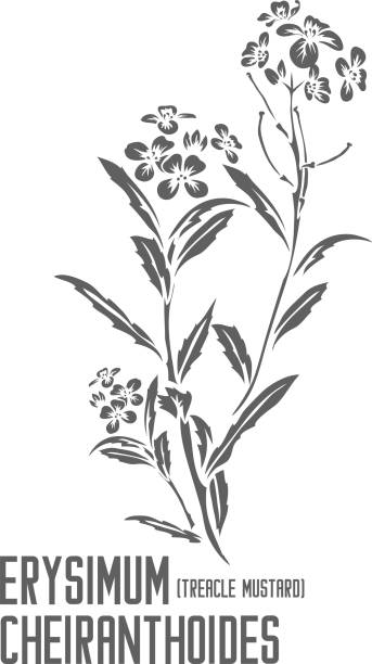 Erysimum cheiranthoides plant silhouette vector illustration Treacle Mustard flowers and leafs vector silhouette. Medicinal Erysimum cheiranthoides outline. Set of Erysimum cheiranthoides plant in Line for pharmaceuticals. Contour drawing of medicinal herbs erysimum stock illustrations