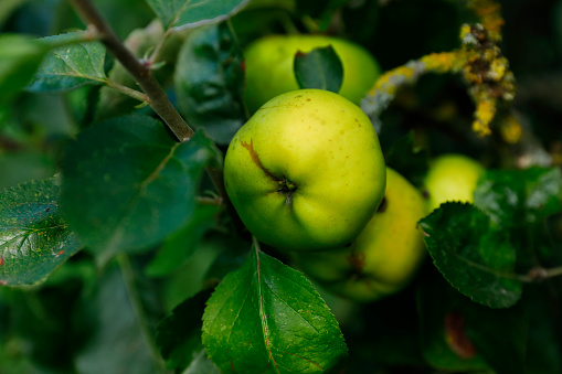 Ripe green apples on old apple tree  in Normandy