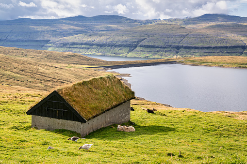 Traditional Faeroese Farm Barn - House with green living grass and turf roof close to Risin og Kellingin. Grazing sheep and ducks on the green meadow. Eysturoy Island, Faroe Islands, Kingdom of Denmark, Nordic Countries, Northern Europe.