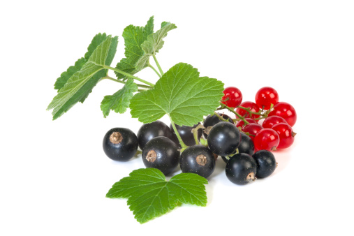Fresh ripe blackcurrant, redcurrant and white currant berries with leaf isolated on a white background