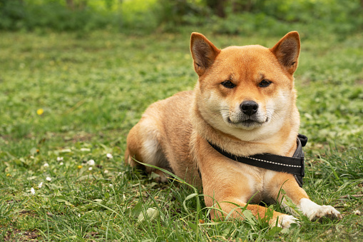 In the tranquil embrace of nature, the loyal Shiba Inu gazes attentively, forming an unbreakable bond with its owner, showcasing the beauty of the human-canine relationship.