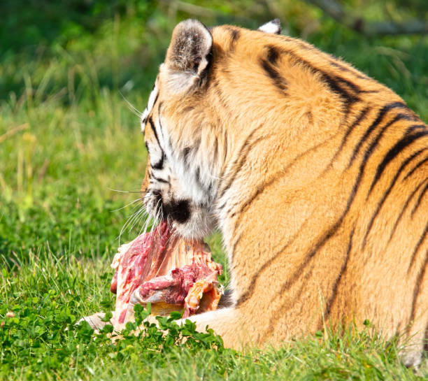 istock Amour tiger in the grass, eating 1699982826