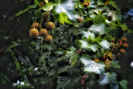 Picture of the fruits of a horse chestnut tree in summer. Aesculus hippocastanum, the horse chestnut, is a species of flowering plant in the maple, soapberry and lychee family Sapindaceae. It is a large, deciduous, synoecious tree. It is also called horse-chestnut, European horsechestnut, buckeye, and conker tree.