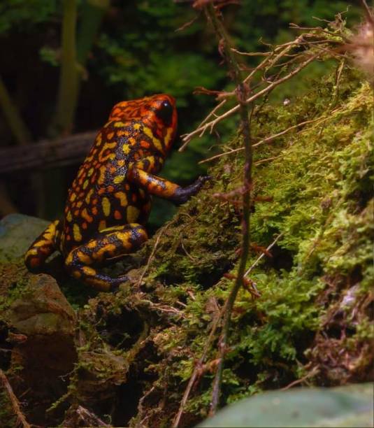 Harlequin poison-dart frog (Oophaga histrionica) Harlequin poison-dart frog (Oophaga histrionica) red amphibian frog animals in the wild stock pictures, royalty-free photos & images