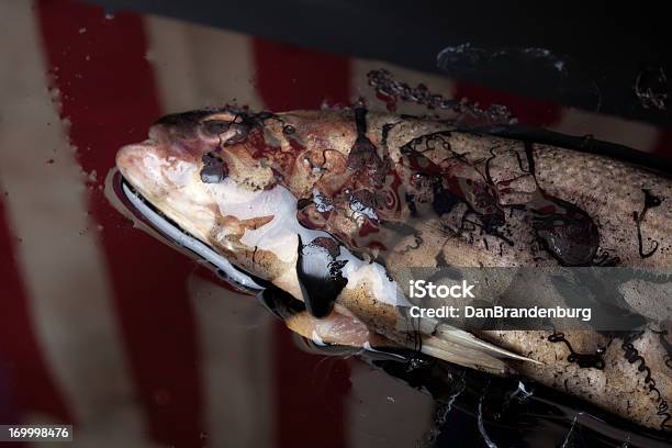 American Ökologische Katastrophe Fish Stockfoto und mehr Bilder von Ölpest - Ölpest, Tier, Fisch