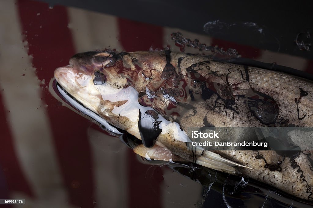 Catastrophe écologique poisson américain - Photo de Marée noire libre de droits