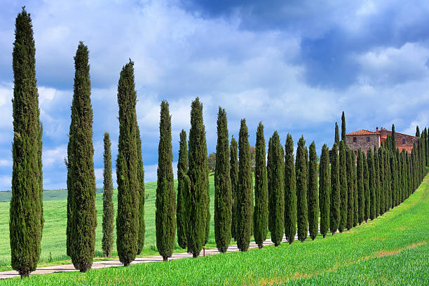 Cypress tree lined road in Tuscany Cypress tree lined road in Tuscany italian cypress stock pictures, royalty-free photos & images