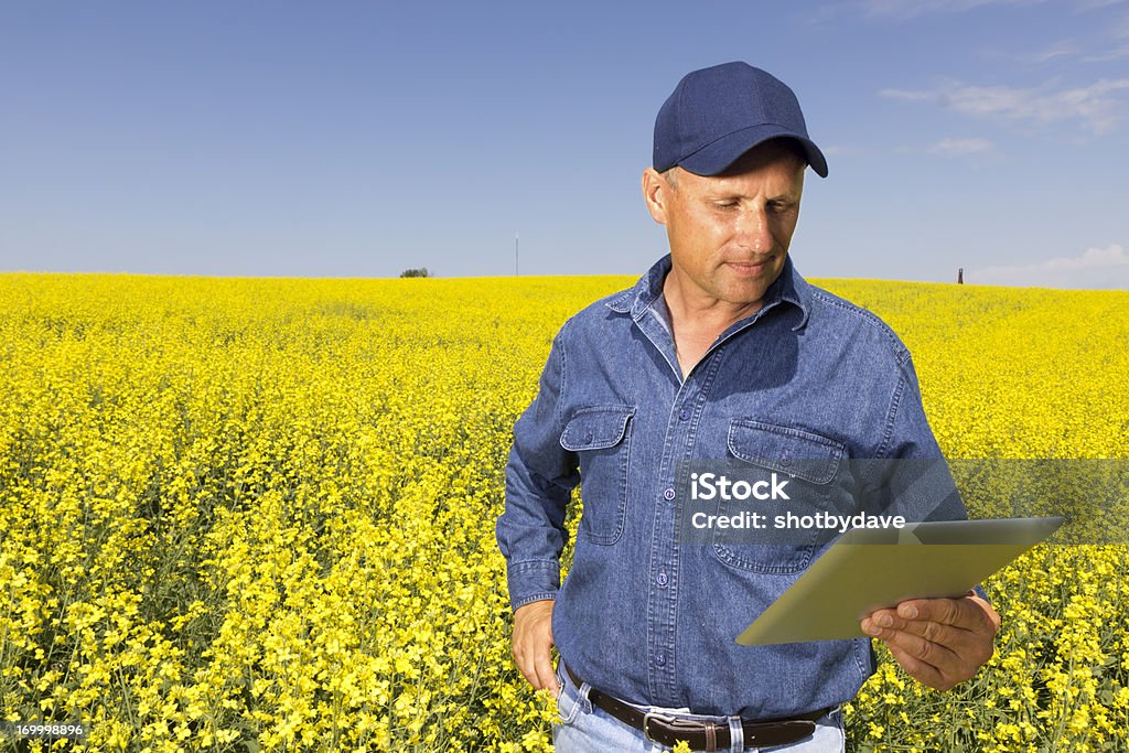 Raps- und Computer - Lizenzfrei Agrarbetrieb Stock-Foto