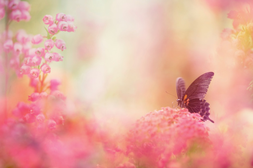 Swallowtail butterfly feeding on flower.