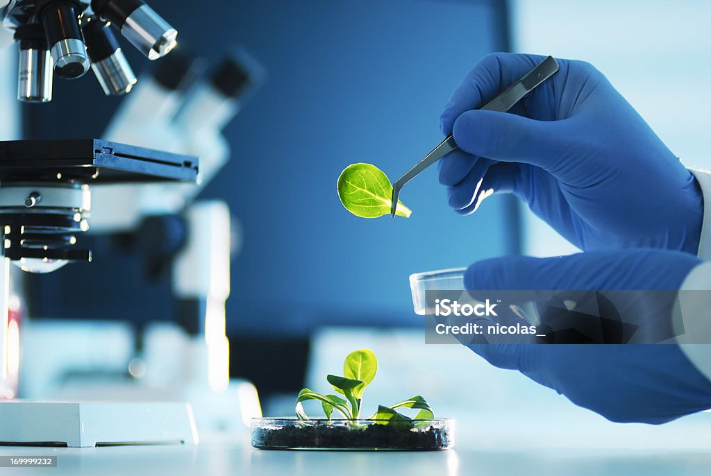 Biotechnology A scientist examining parts of a plant Food Stock Photo