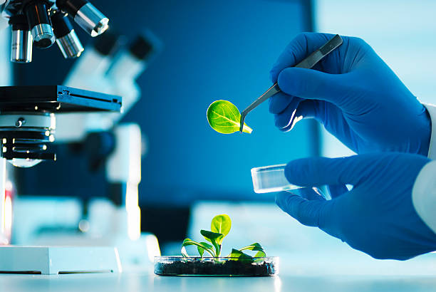 Biotechnology A scientist examining parts of a plant petri dish photos stock pictures, royalty-free photos & images