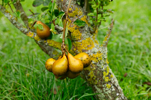 Ripe pears on old pear tree  in Normandy