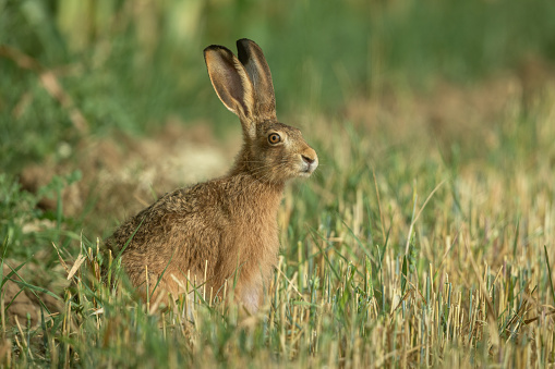 European hare (Lepus europaeus) sitting in a stubble field.