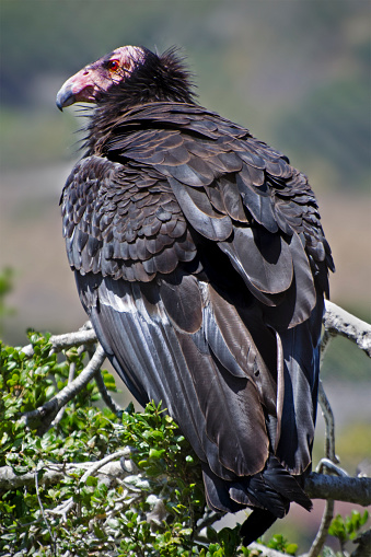 California condor, Gymnogyps californianus, sitting in California live oak tree. Largest vulture in North America.
