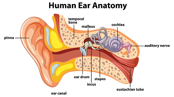 A detailed diagram illustrating the anatomy of the human ear