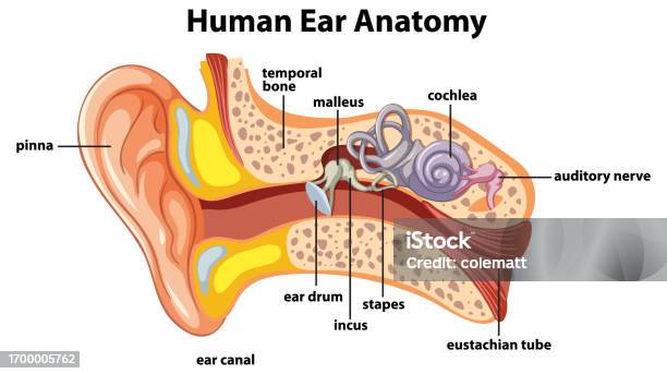 Educational Infographic On Human Ear Anatomy Stock Illustration ... Biology Diagrams