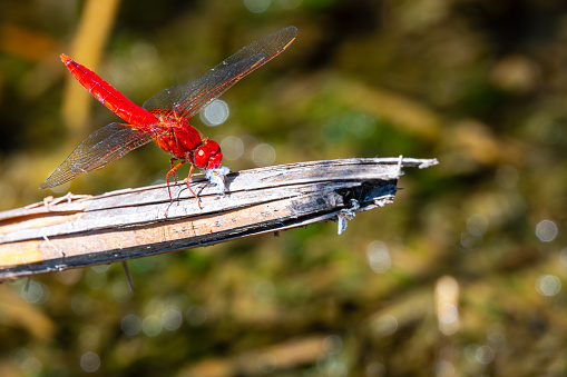 A red dragonfly sits on a branch and eats its evening meal.