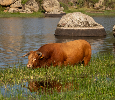 Cows grazing in freedom by the lake