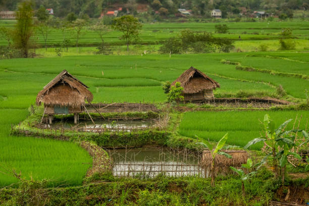 istock Rice fields, characteristic sheds and fishponds in North Vietnam 1700008999