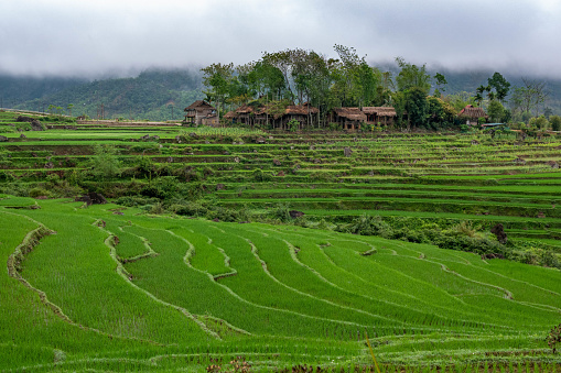 Rice terraces in North Vietnam. In the distance a farm complex is visible