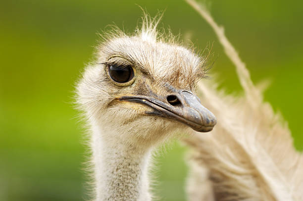 istock Close-up Head Shot of One Ostrich 170001267