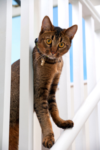 Cute playful wide-eyed part Abyssinian young male cat peers through the banisters
