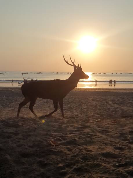 istock Deer walking in the beach at sunset 1700021897
