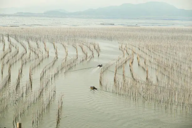Seaweed farming with the bamboo sticks and it create a S shape in the seaview.