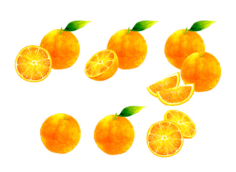 Set of clip art of orange. Hand drawn watercolor illustration of fruit.