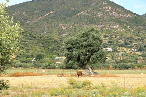 Brown donkeys in the countryside