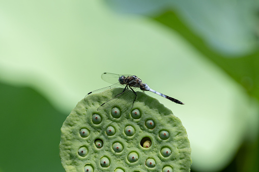 dragonfly perched on a plant