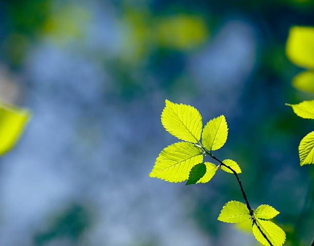 fresh leafs - new life plant image saturated color foto e immagini stock