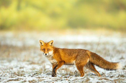 Red Fox Vulpes vulpes in winter scenery, Poland Europe, animal walking among winter meadow in amazing warm light, wildlife Poland europe