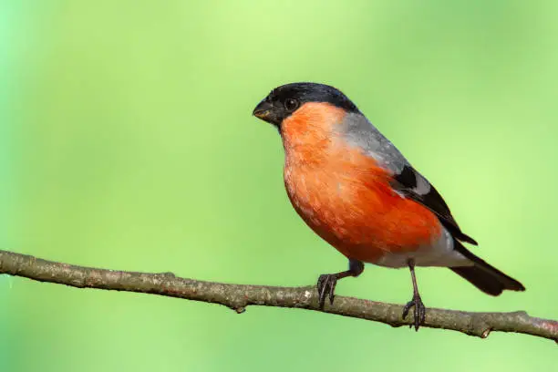 Bird - male Bulfinch on green background, wildlife Poland Europe, winter time