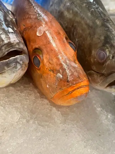 Orange fish that looks like sad