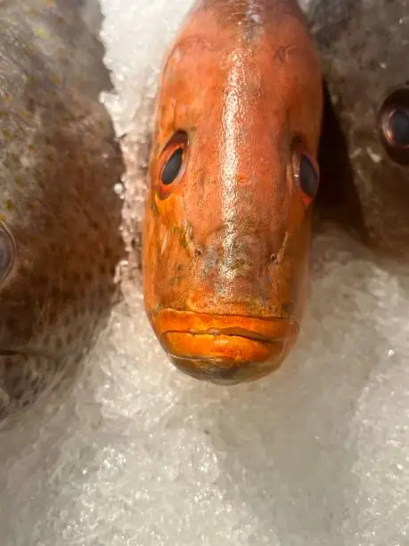 Orange fish that looks like sad