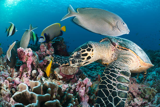 hermoso escena en el arrecife de coral - beauty in nature coral angelfish fish fotografías e imágenes de stock