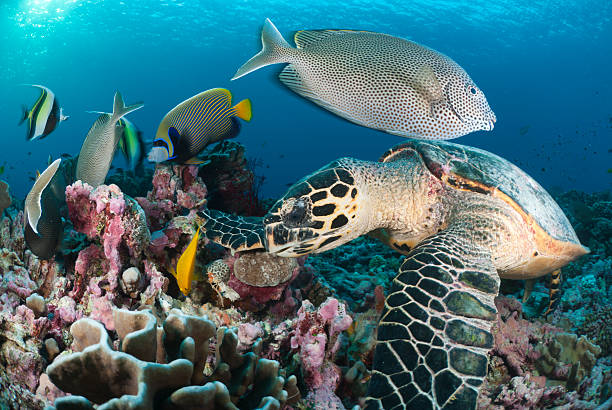 beautiful scene on coral reef feeding sea turtle on coral reef surrounded by fish sea turtle underwater stock pictures, royalty-free photos & images